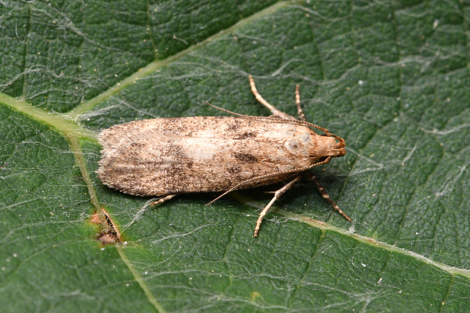 Pexicopia malvella - mályvalevél-sarlósmoly