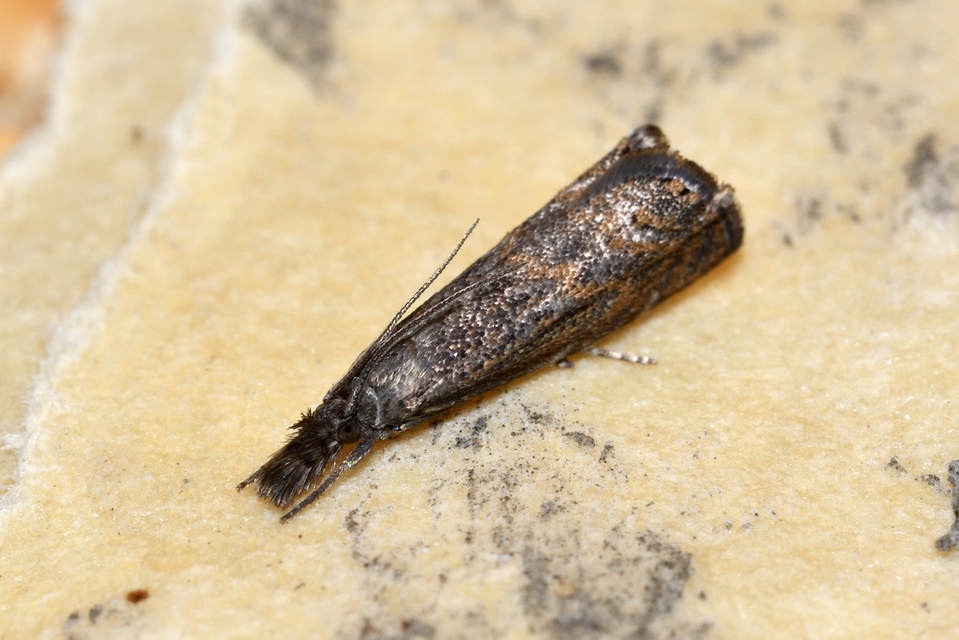 Platytes cerussella - törpe fűgyökérmoly