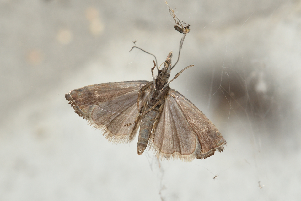 Platytes cerussella - törpe fűgyökérmoly