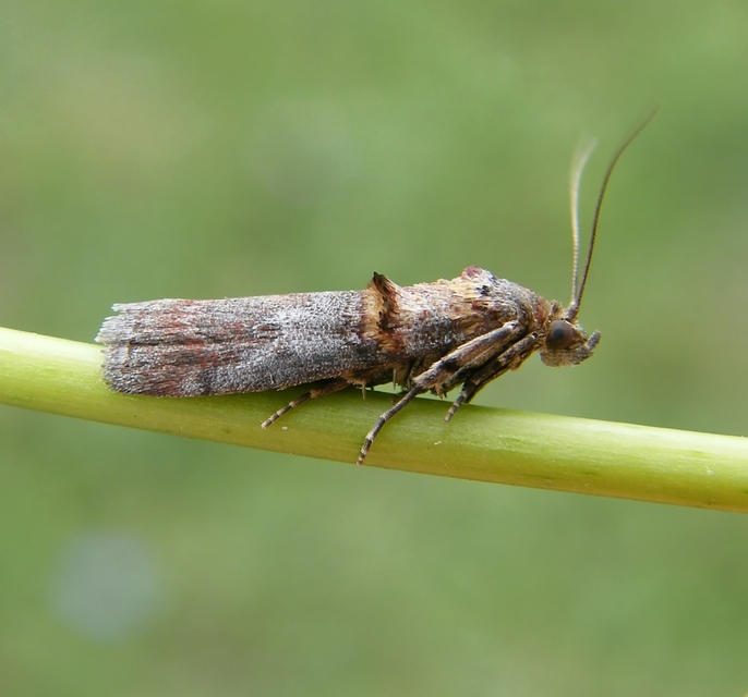 Trachonitis cristella - bokorrágó karcsúmoly