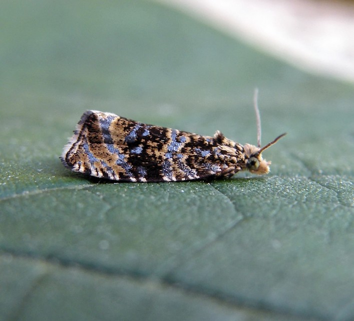 Olethreutinae