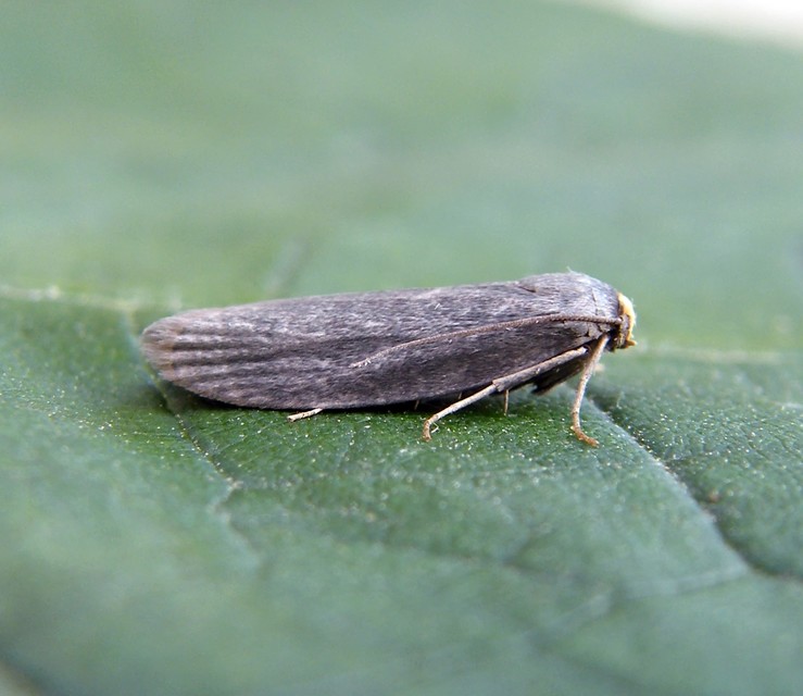 Achroia grisella - kis viaszmoly