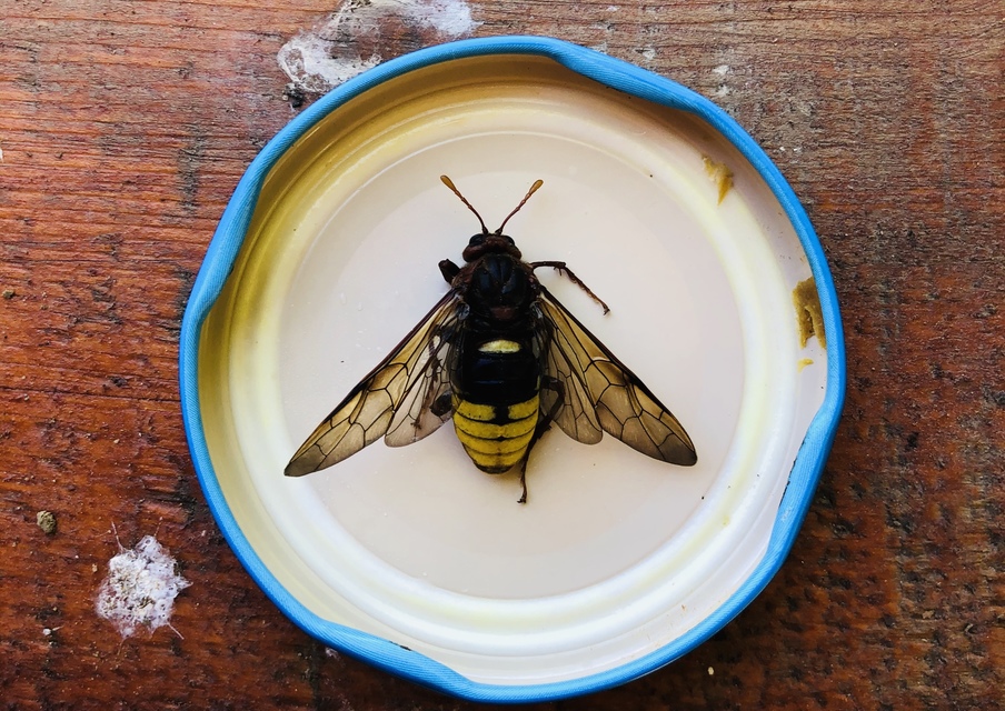 Cimbex luteus