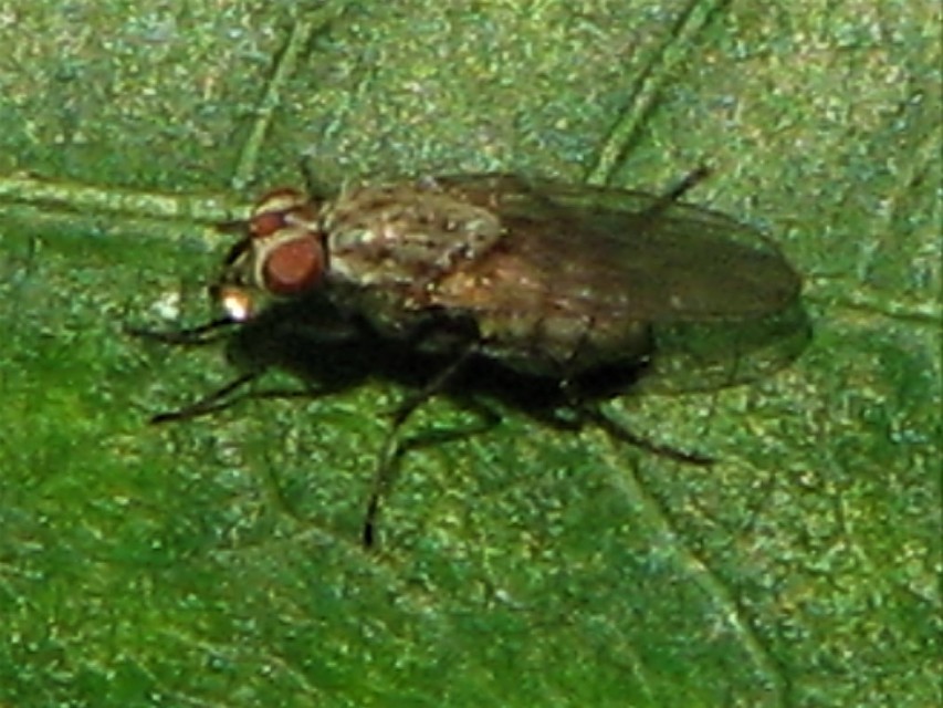 Muscidae - igazi legyek