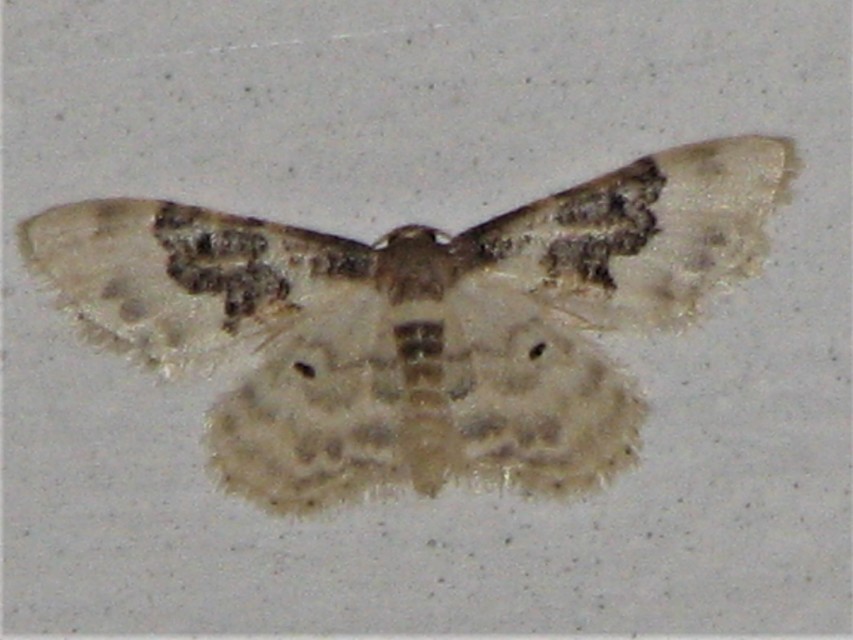Idaea rusticata - tarka apróaraszoló