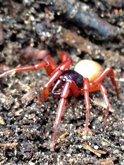 Dysdera