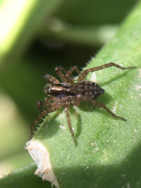 Arctosa