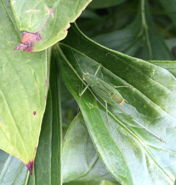 Phaneroptera nana - pontozott repülőszöcske