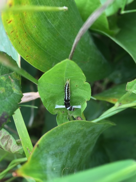 Helcystogramma triannulella - szuláksodró lápimoly