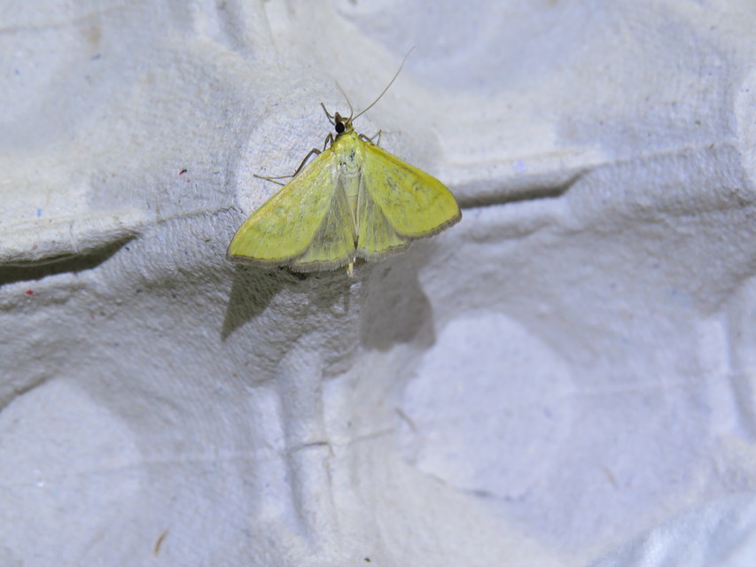 Mecyna lutealis - citromszínű tűzmoly