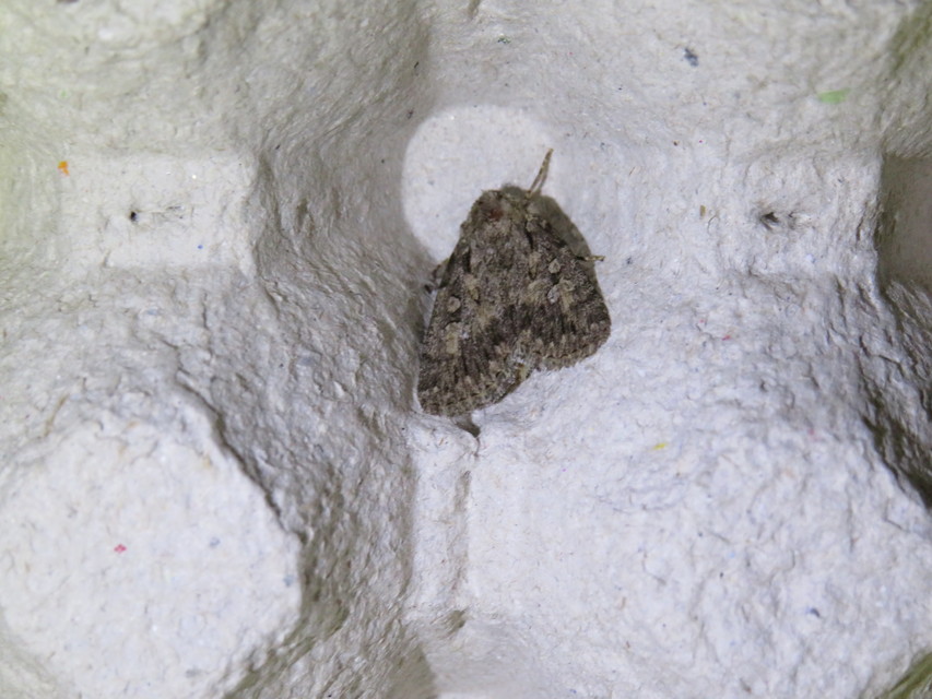 Dichagyris forcipula - szürkésbarna földibagoly
