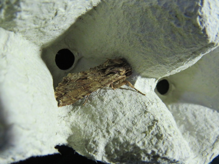 Apamea monoglypha - nagy dudvabagoly