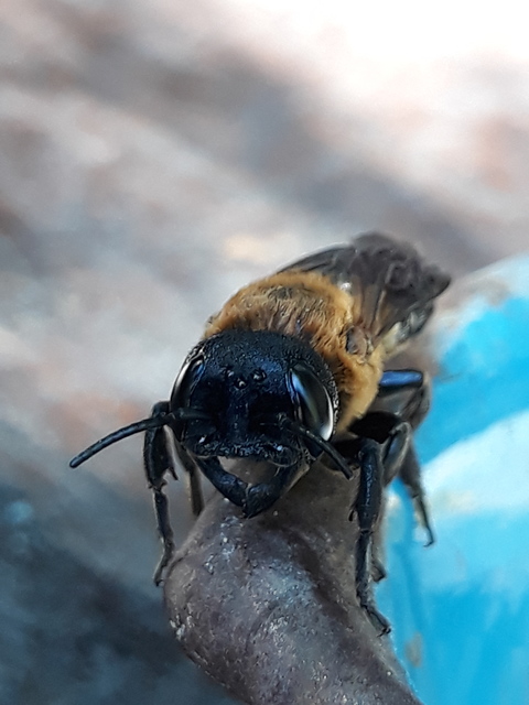 Hymenoptera - Hártyásszárnyúak Hymenoptera - Hártyásszárnyúak