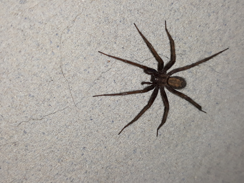 Tegenaria domestica - házi zugpók