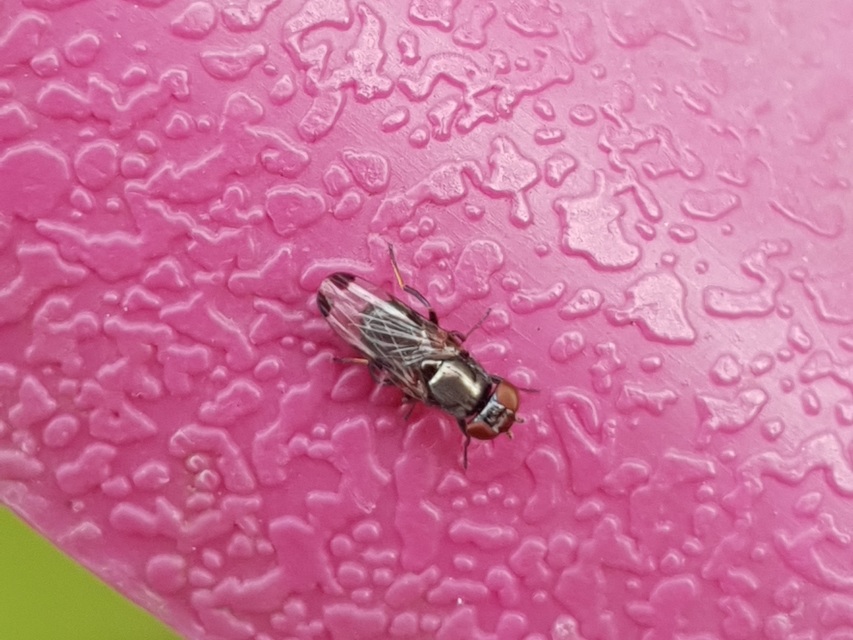 Euxesta pechumani