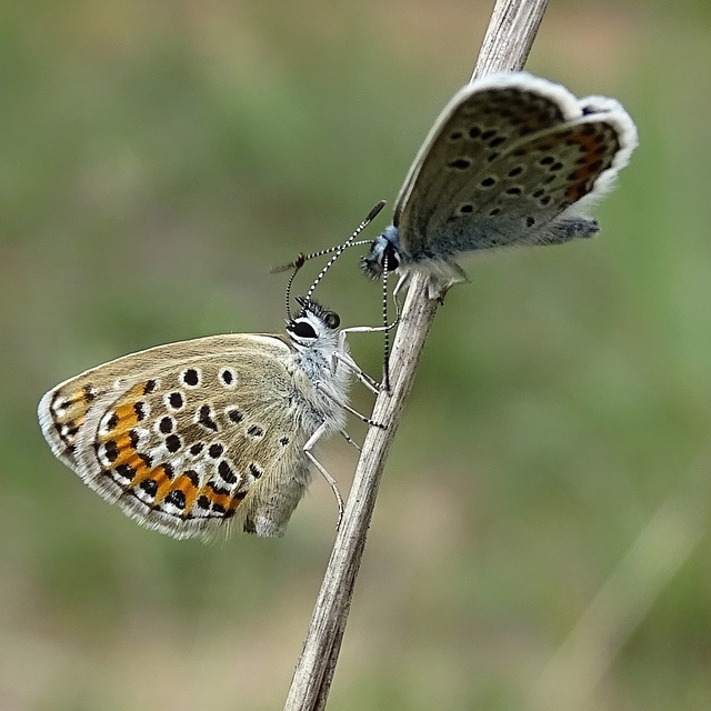 Plebejus argus - ezüstös boglárka