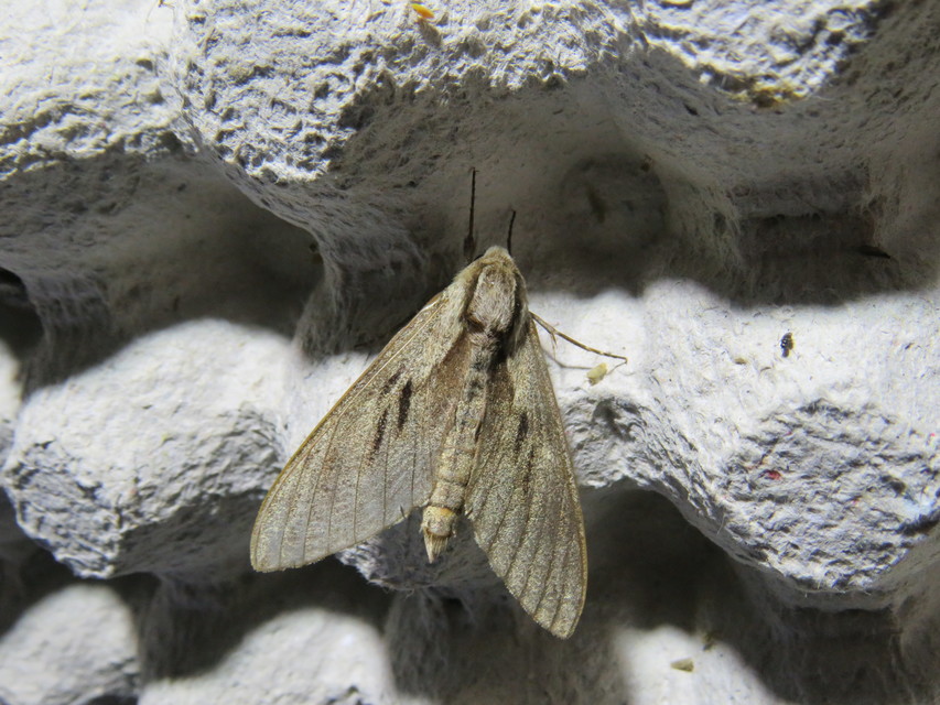 Hyloicus pinastri - fenyőszender