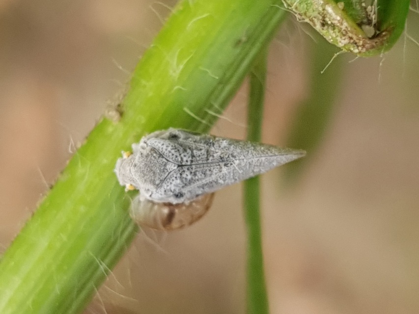Metcalfa pruinosa - amerikai lepkekabóca
