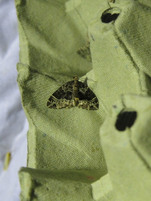 Ecliptopera silaceata - barna tarkaaraszoló