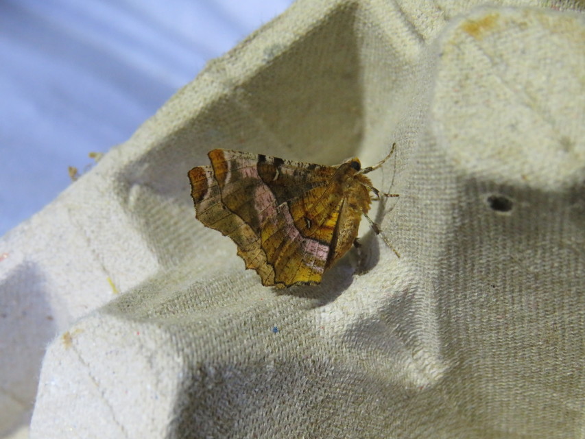 Selenia tetralunaria - négyfoltos holdasaraszoló