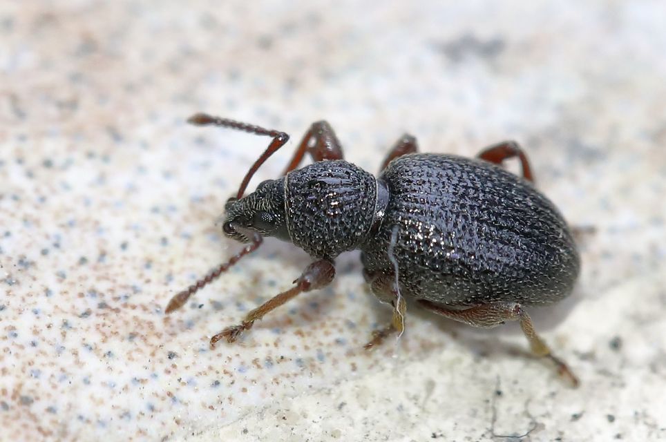 Otiorhynchus ovatus - apró gyalogormányos