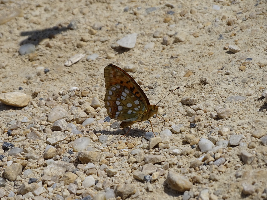 Argynnis adippe - ezüstös gyöngyházlepke