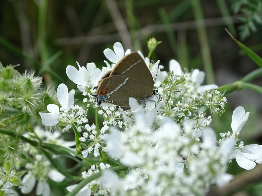 Satyrium spini - kökény-csücsköslepke