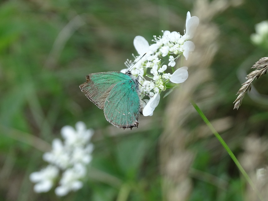 Callophrys rubi - zöldfonákú lepke