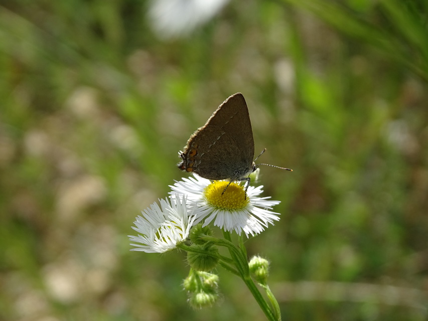 Satyrium acaciae - akác-csücsköslepke