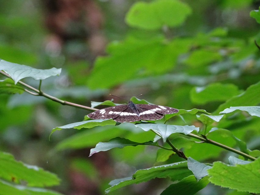 Limenitis camilla - kis lonclepke