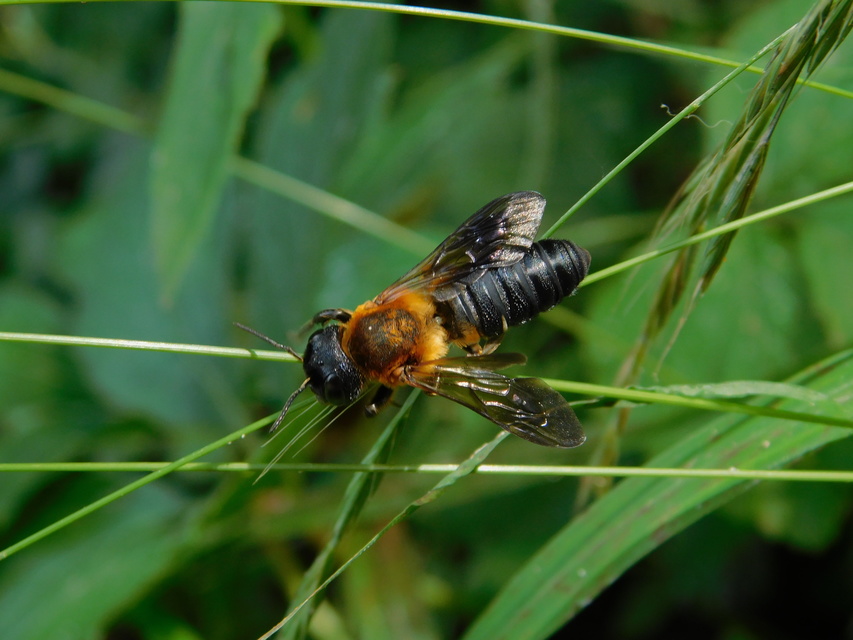 Megachile sculpturalis - óriás művészméh
