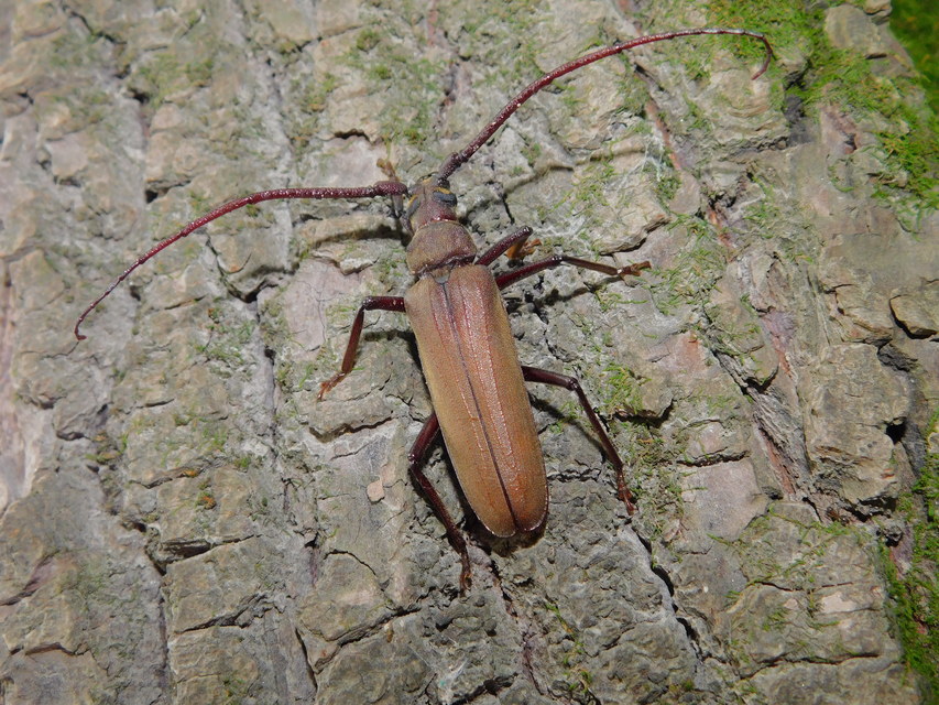 Aegosoma scabricorne - diófacincér