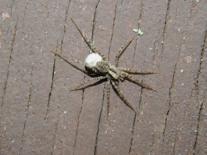 Pardosa alacris/lugubris