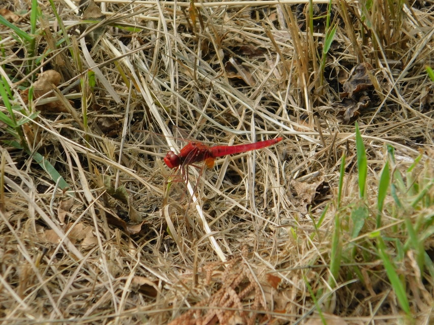 Crocothemis erythraea - skarlát szitakötő