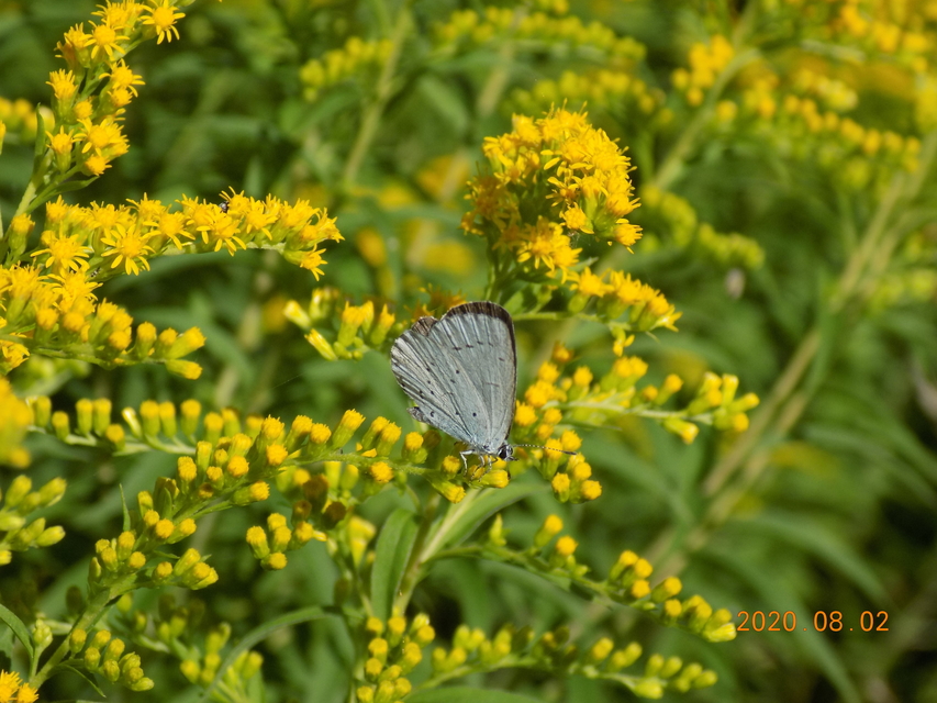 Celastrina argiolus - bengeboglárka