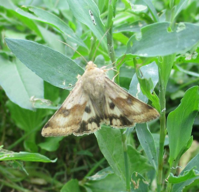 Heliothis adaucta - somkóróbagoly