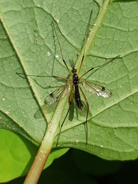 Dictenidia bimaculata