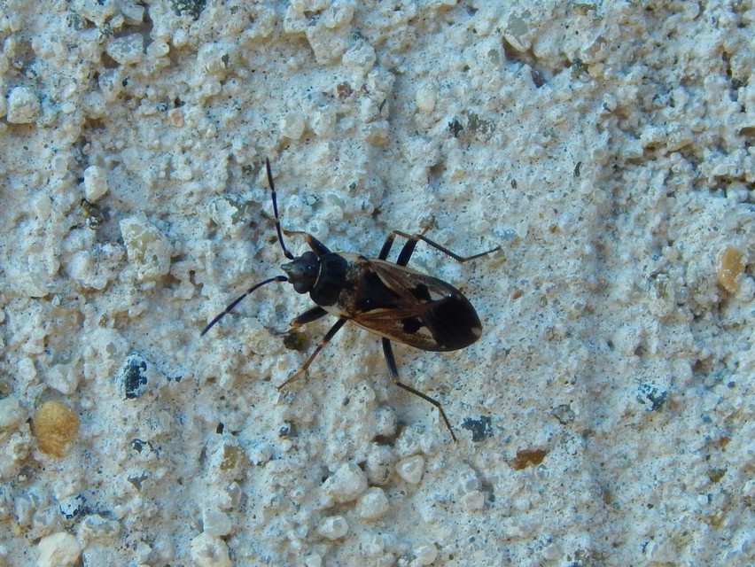 Rhyparochromus vulgaris - közönséges díszesbodobács