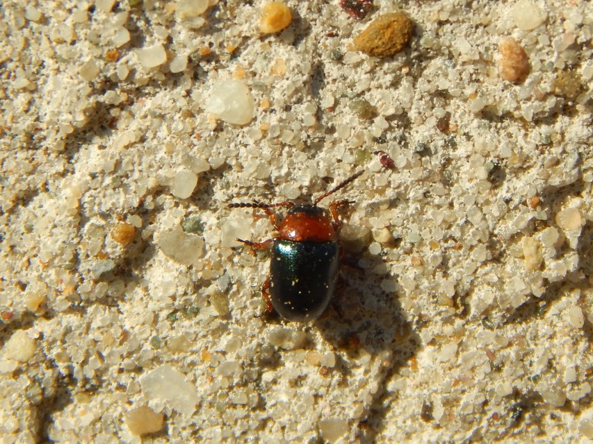Gastrophysa polygoni - paraj-levélbogár Gastrophysa polygoni - paraj-levélbogár