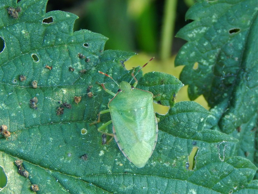 Nezara viridula - zöld vándorpoloska