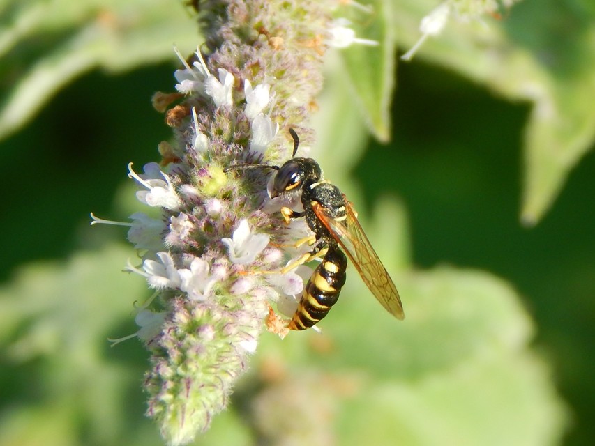 Philanthus triangulum - közönséges méhfarkas