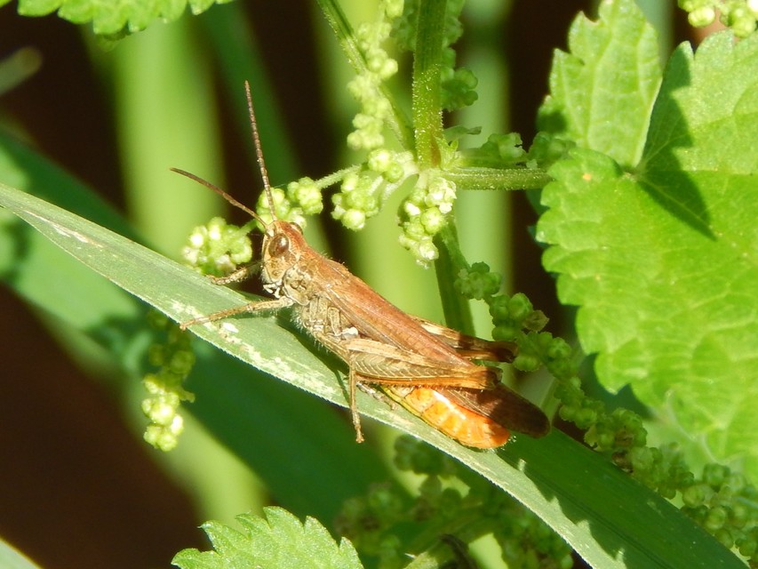 Chorthippus (Glyptobothrus) (subgenus)