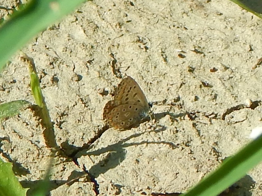 Polyommatus icarus - közönséges boglárka