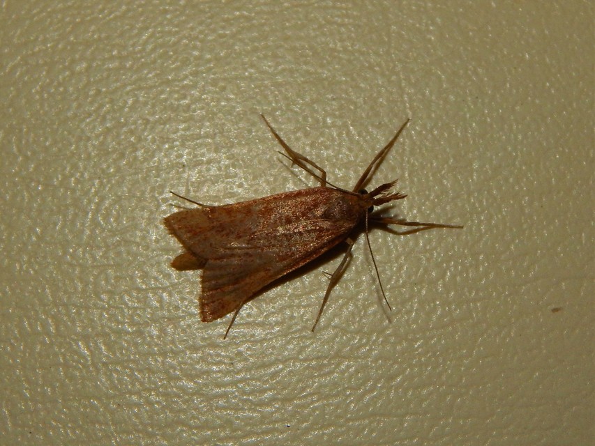 Synaphe punctalis - hosszúlábú fényilonca