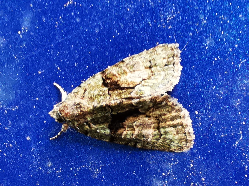 Cryphia algae - sárgászöld zuzmóbagoly