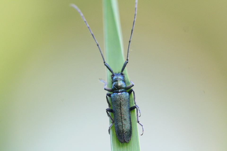 Agapanthia violacea - kék somkórócincér