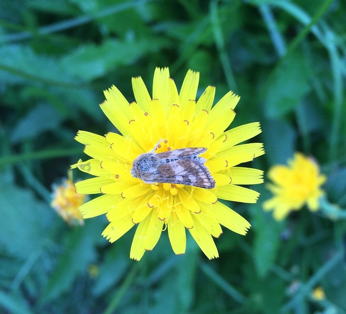 Schinia cardui - keserűgyökér-nappalibagoly