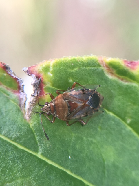 Kleidocerys resedae - nyírbodobács