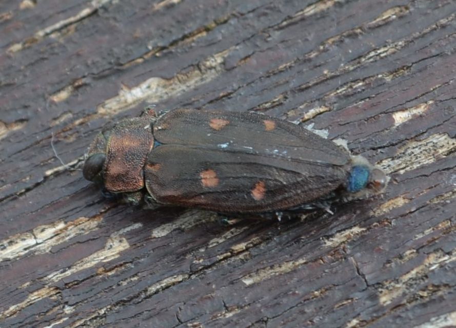 Chrysobothris affinis - aranypettyes díszbogár