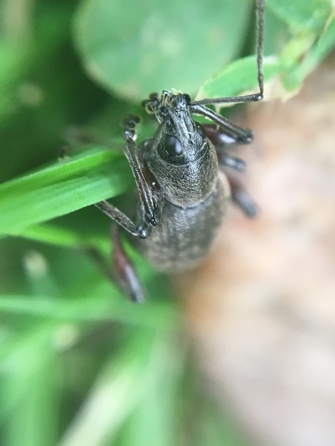 Dodecastichus mastix - lécesorrú gyalogormányos